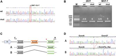 Identification of a Novel Canonical Splice Site Variant TSC2 c.2967-1G>T That is Not Associated With Tuberous Sclerosis Pathogenesis